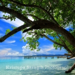 Menaungi Pantai Liang, Ambon, Maluku. Foto oleh Kristupa Saragih